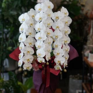 ں۸ĳ3Ω