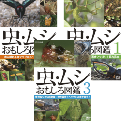 DVD▼虫・ムシ おもしろ図鑑(3枚セット)1、2、3▽レンタル落ち 全3巻
