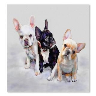 Three Frenchie Puppies