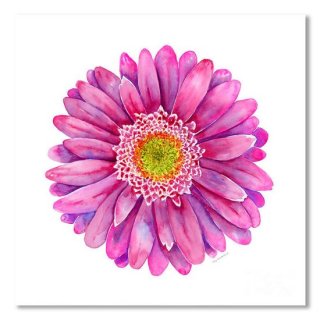 Pink Gerbera Daisy