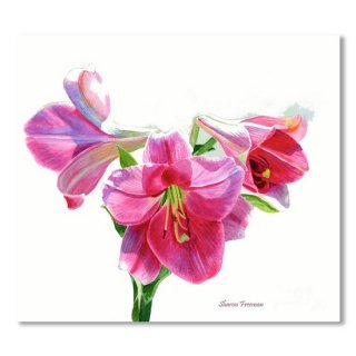 Bright Rose Colored Lilies