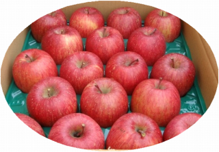 ※11月末頃までの販売となります。【送料込】青森県竹嶋有機農園産『早生ふじ』A級品 約5Kgサイズ、約10Kgサイズ※産地直送の為「代引き」「同梱」「お届け日指定」不可<img class='new_mark_img2' src='https://img.shop-pro.jp/img/new/icons62.gif' style='border:none;display:inline;margin:0px;padding:0px;width:auto;' />