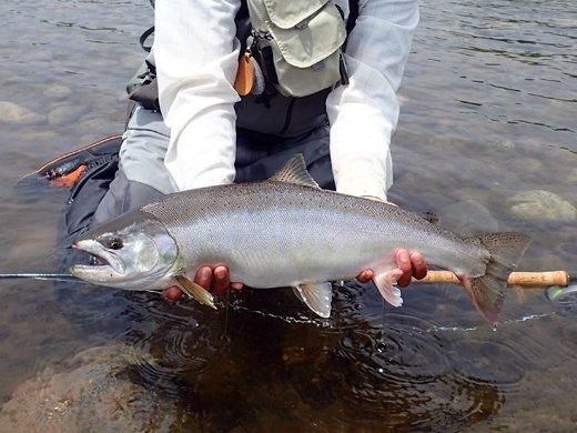 SHIMANO・Asquithダブルハンド - 加藤毛ばり店