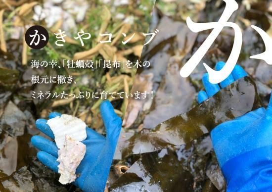 予約販売・割引中!】甘平 2㎏(ご家庭用)※2月上旬より順次発送開始 ...