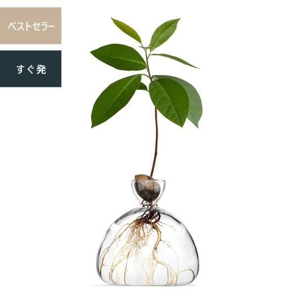 ILEX STUDIO | Avocado Vase - ローガンアトリエ