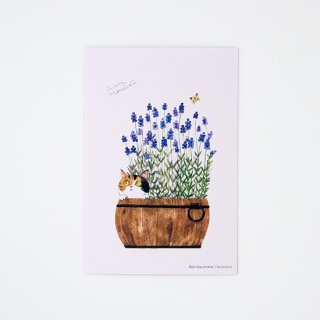 aya nariai ݥȥ lavender
