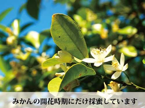 蜜柑園の天然純正蜂蜜450g | 国産はちみつ - 道の駅ひなの里かつ 蜜柑園の天然純正蜂蜜450g | 国産はちみつ - 道の駅ひなの里かつ
