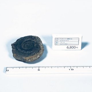 【実物化石】<br>アンモナイト<br>Ammonoidea