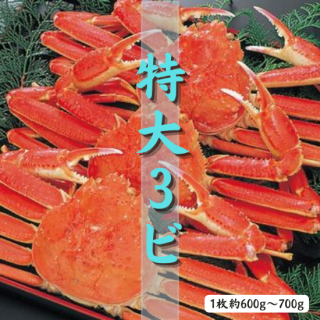 6Ǥ襤 3ӥå