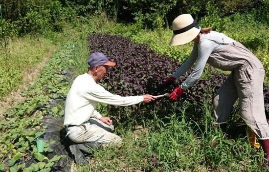 Shimakaze Aroma mist 