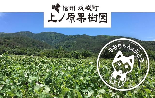 減農薬 稀少 ナガノパープル 朝摘みぶどうを長野の果樹園より産直通販 信州坂城町上ノ原果樹園
