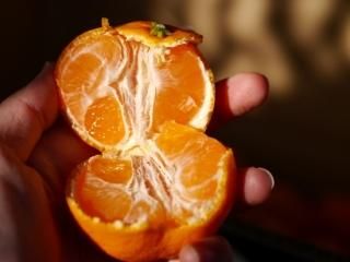 温州みかん 80サイズ箱 - みかんの香果園