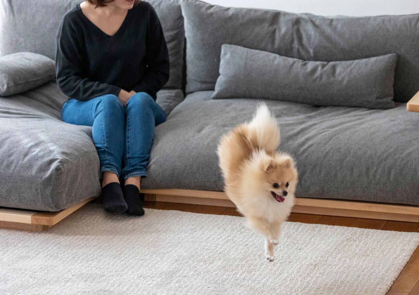 ¹¬¤»¤Ë¤Ê¤ë¥½¥Õ¥¡ ¥Ú¥Ã¥È¤¬Èô¤Ó¹ß¤ê¤ë¥¤¥á¡¼¥¸