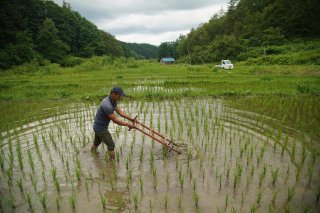 お米特集】 vol.1 「はさがけ米」とは…？ 秋田県羽後町田代村から