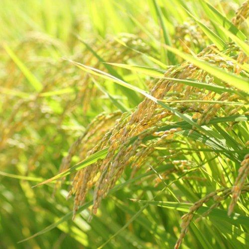 貴重な木村式自然栽培米「朝日」で作った安心のプチプチ玄米ごはん商品画像