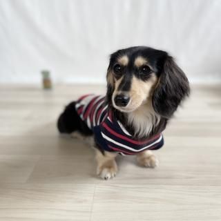 犬服 SS わんこの普段着　フルーツカシェ　ボーダー 犬服 SS わんこの普段着フルーツカシェボーダー