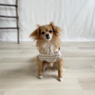 <img class='new_mark_img1' src='https://img.shop-pro.jp/img/new/icons63.gif' style='border:none;display:inline;margin:0px;padding:0px;width:auto;' />ŷܡաǥ(ʥߥ⥫)ξʲ