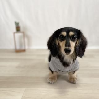 <img class='new_mark_img1' src='https://img.shop-pro.jp/img/new/icons63.gif' style='border:none;display:inline;margin:0px;padding:0px;width:auto;' />THE DOG DOD IT./犬用パーカー(杢グレー×ブラック)/愛犬とお揃い可の商品画像
