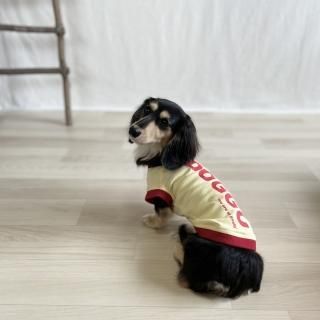<img class='new_mark_img1' src='https://img.shop-pro.jp/img/new/icons50.gif' style='border:none;display:inline;margin:0px;padding:0px;width:auto;' />DOGGO/犬用Tシャツ(イエローヘーゼ)/愛犬とお揃い可の商品画像
