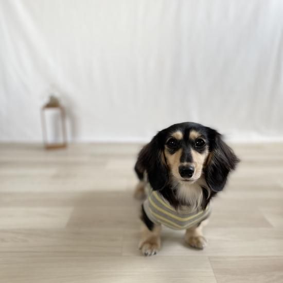 ペット服カニスルプス,犬服カニスルプス,犬服ボーダー,犬服