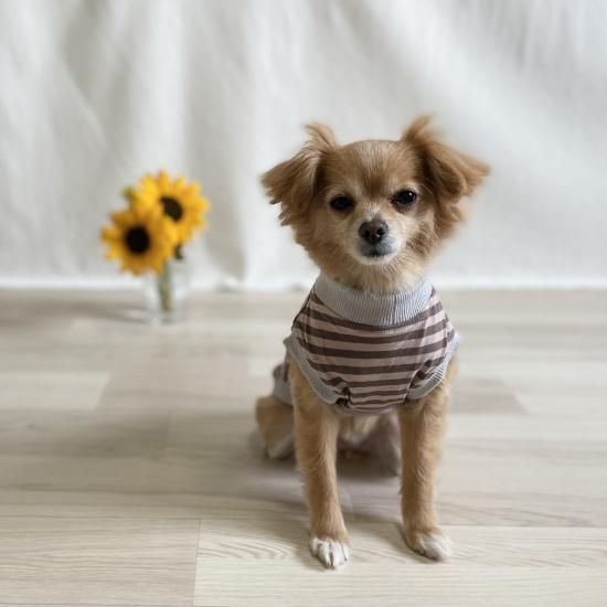 ペット服カニスルプス,犬服カニスルプス,犬服ボーダー,犬服