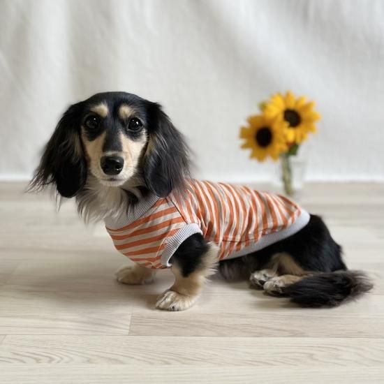 ペット服カニスルプス,犬服カニスルプス,犬服ボーダー,犬服