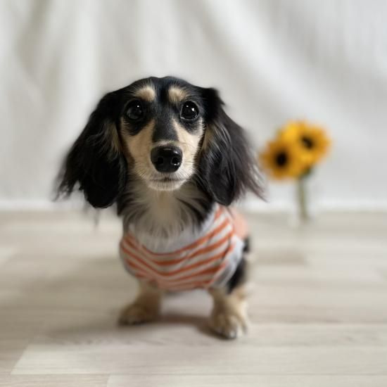 ペット服カニスルプス,犬服カニスルプス,犬服ボーダー,犬服シンプル,犬