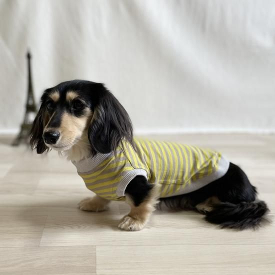 ペット服カニスルプス,犬服カニスルプス,犬服ボーダー,犬服