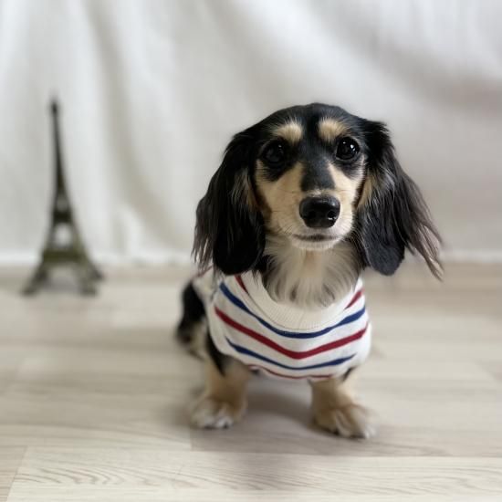 カニスファミリアス 靴確認用 カニスファミリアス 靴確認用 Canis Familiarisのフリマアイテム一覧