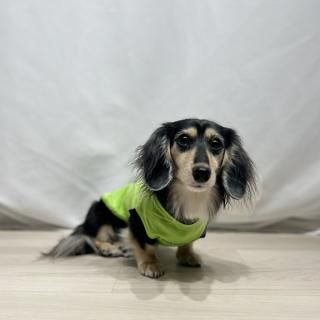 <img class='new_mark_img1' src='https://img.shop-pro.jp/img/new/icons63.gif' style='border:none;display:inline;margin:0px;padding:0px;width:auto;' />DOGGO/T(饤॰꡼)ξʲ