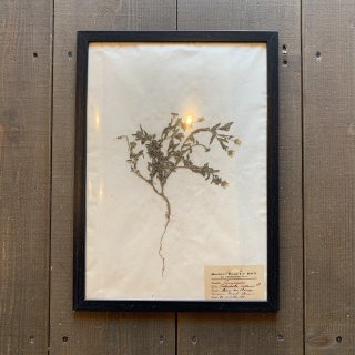 【ANTIQUE ITEM】1911s Antique Herbarium 植物標本 アンティーク アファノステフス・ラモシッシムス