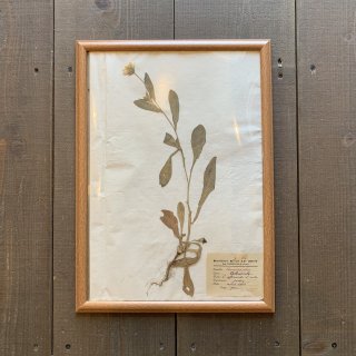 【ANTIQUE ITEM】1903s Antique Herbarium 植物標本 アンティーク ウスベニチチコグサ