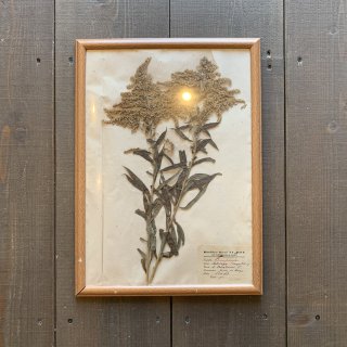 【ANTIQUE ITEM】1908s Antique Herbarium 植物標本 アンティーク セイタカアワダチソウ