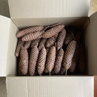 <img class='new_mark_img1' src='https://img.shop-pro.jp/img/new/icons5.gif' style='border:none;display:inline;margin:0px;padding:0px;width:auto;' />礭ܤäꣵ (ѡ