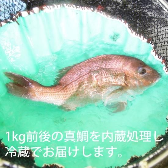 活け真鯛 活け真鯛