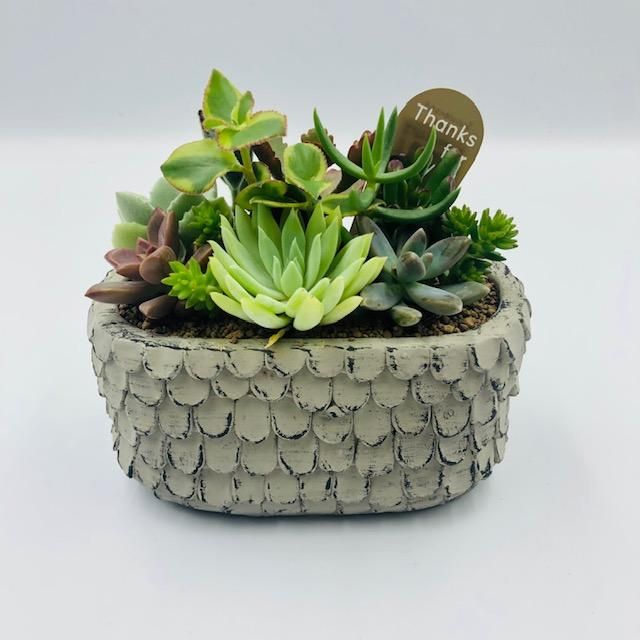 多肉植物オールドハウス 杵築のお花屋 フラワーショップまたみ