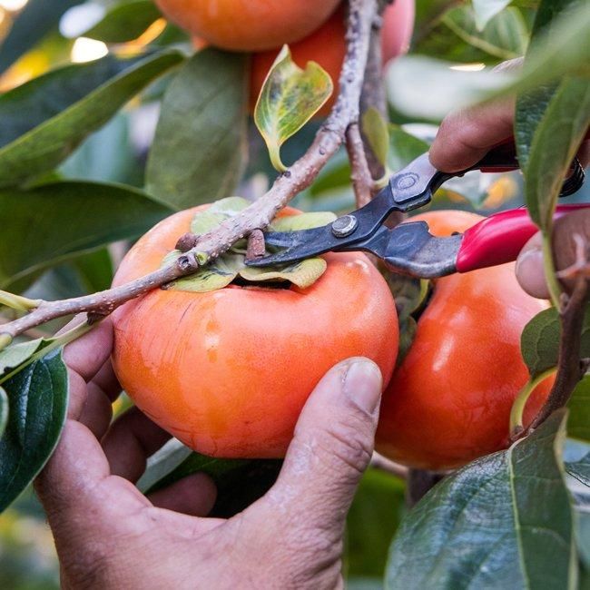 特別栽培 富有柿 【3L】 - 堀内果実園オンラインショップ