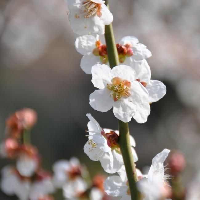 吉野のうめぼし(南高梅) - 堀内果実園オンラインショップ