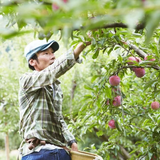 冷凍 すもも(種無し) - 堀内果実園オンラインショップ