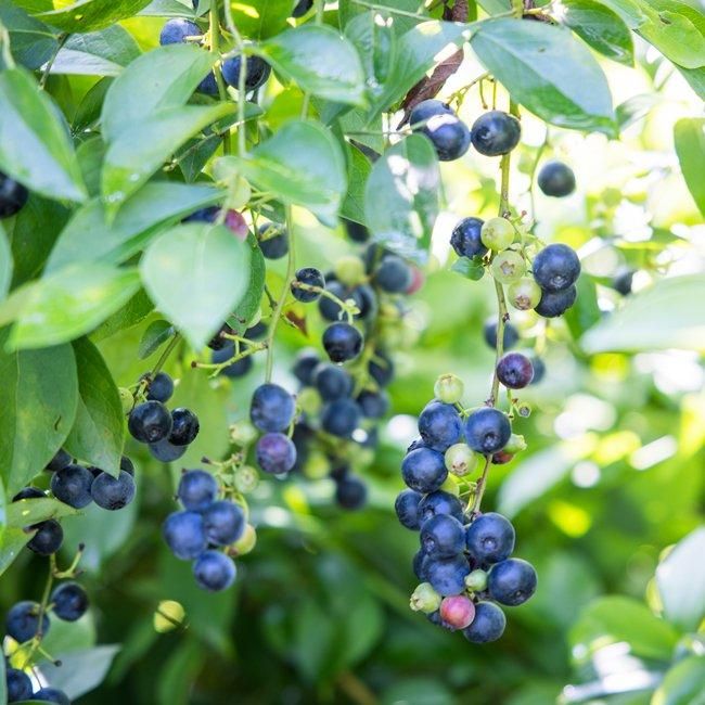 フレッシュブルーベリー お得パック（90g×6P） 【堀内果実園】