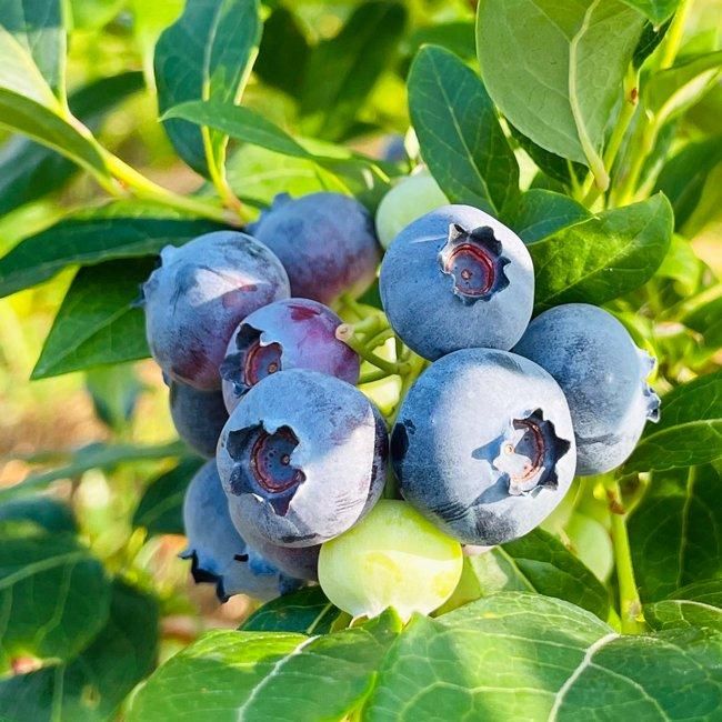 ブルーベリー フレッシュブルーベリー お得パック（90g×6P） 【堀内果実園】