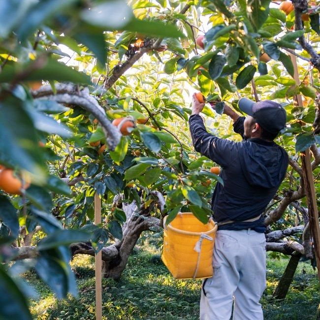 富有柿 大苗木 沢山の大玉！実着きオススメლ⁠(⁠^⁠o