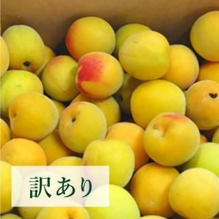 梅 - 堀内果実園オンラインショップ