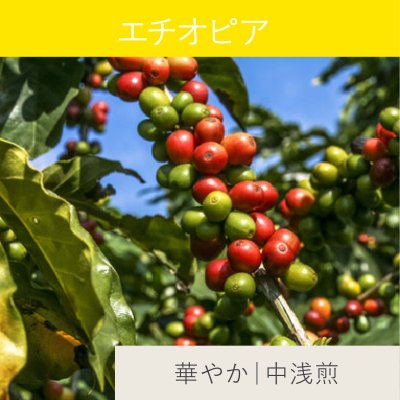 Coffee beans コーヒー豆 - 自家焙煎スペシャルティコーヒー専門店