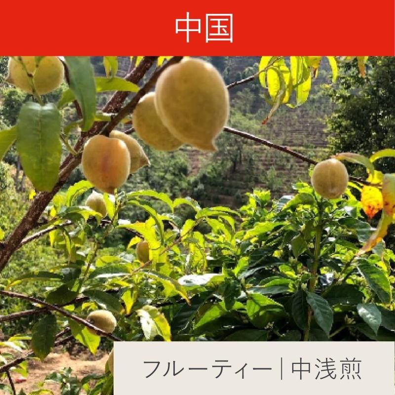 中国・雲南・天空農園 - 自家焙煎スペシャルティコーヒー専門店