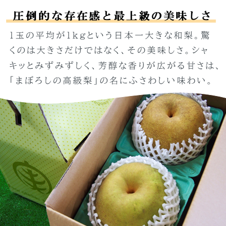 かおり梨（大玉）約1.8kg/2玉｜梨の生産量日本一の千葉県からお届け