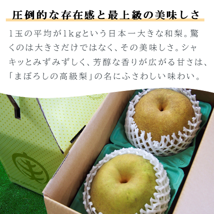 かおり梨(大玉)約1.8kg/2玉|梨の生産量日本一の千葉県からお届け