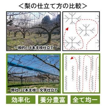 若光 わかひかり 家庭用手提げ箱 梨の生産量日本一の千葉県からお届け