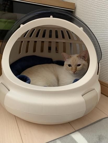コロル おでかけネコベッド S ベージュ【ペット用品・猫用】 猫