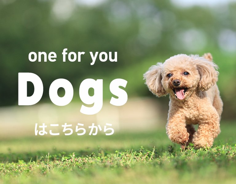 One for you Dogsはこちらから